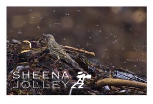 Rock Pipit  Bird  coastal habitat   rocky shores.  Inish More  Aran Islands  Ireland   March   flies   photograph Beach Picnic.jpg Beach Picnic.jpg Beach Picnic.jpg Beach Picnic.jpg